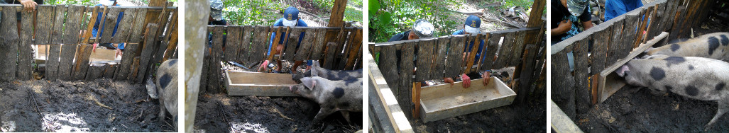 Images of building a pig trough