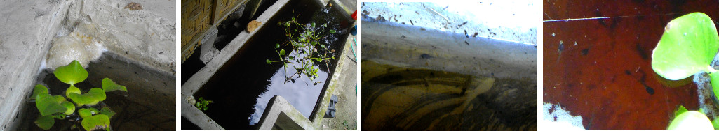 Images of eggs and tadpoles in water reservoir