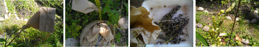 Images of Sorghum seeds being bagged
        and collected