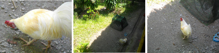 Images of rooster in the shade on a hot day