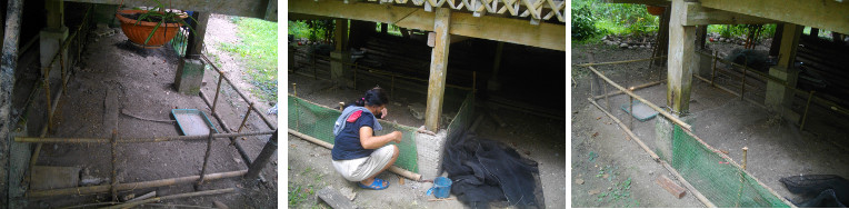 Images of duck pens being renovated
        under house in tropical backyard