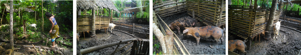 Images of piglets and goats in a tropical backyard pen