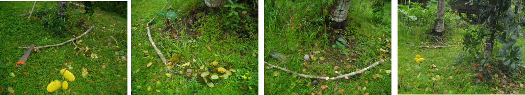 Images of fallen branch used as border for garden tree
        patch