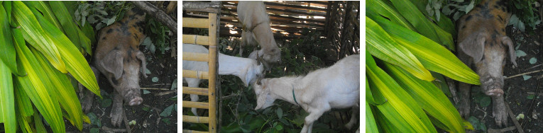 IMages of tropical backyard animals eating