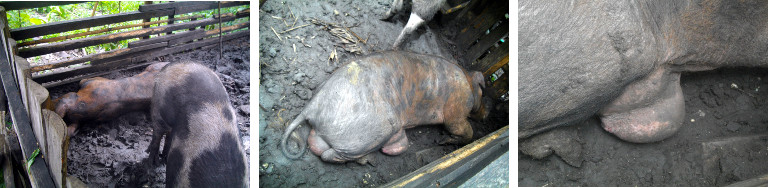 Images of sick boar in tropical backyard