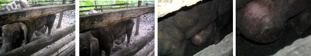 Images of sick boar, with tumour