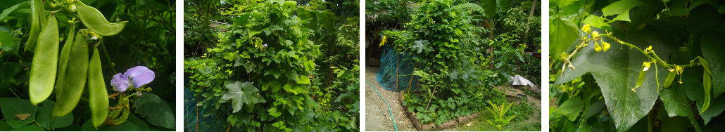 Images of beans flowering and fruiting in tropical
        backyard garden