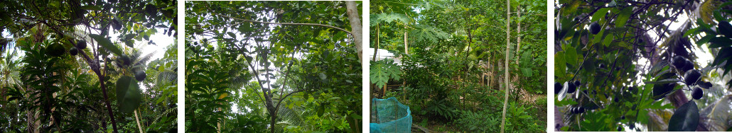 Images of Philippine native lime fruiting in backyard
        garden