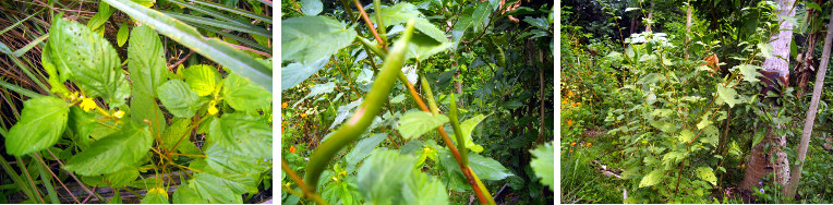 Images of edible hemp flowering in tropical garden