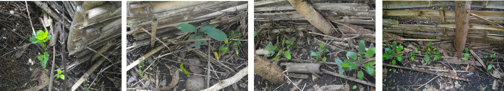 Images of tree cuttings in tropical backyard