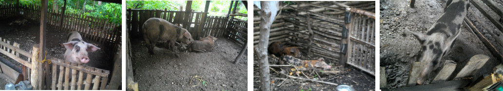 Images of tropical backyard pigs