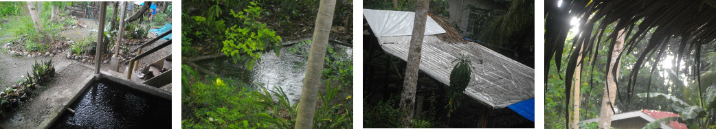 Images of light afternoon rain in a tropical garden