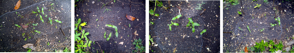 Images of seedlings growing in a
        tropical backyard garden