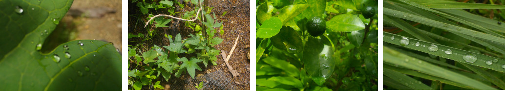 Images of sunshine after tropical rain