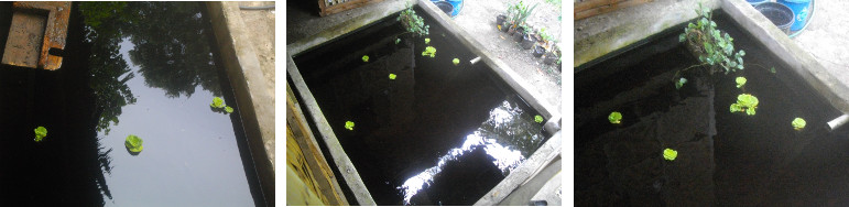 Images of waterlilies in tropical garden ponds