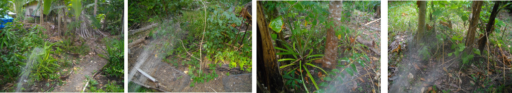 Images of tropical garden being
        watered in drought