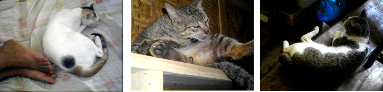 Images of cats on a hot tropical day