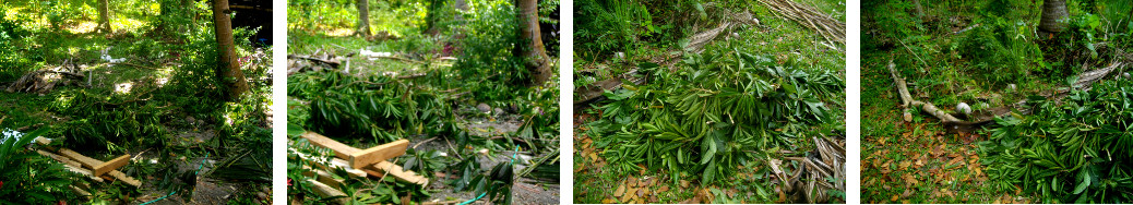 IMages of leaves and branches chopped from Chesa tree