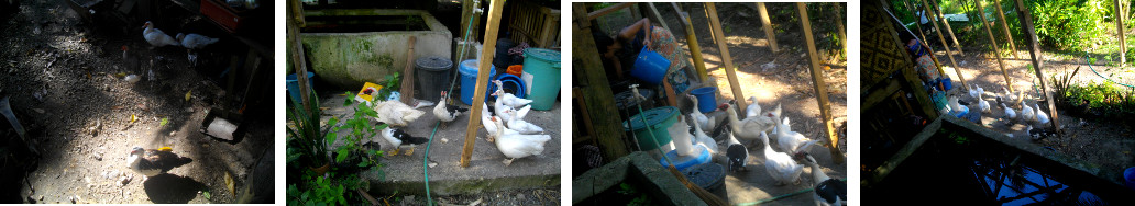 Images of ducks around feeding time