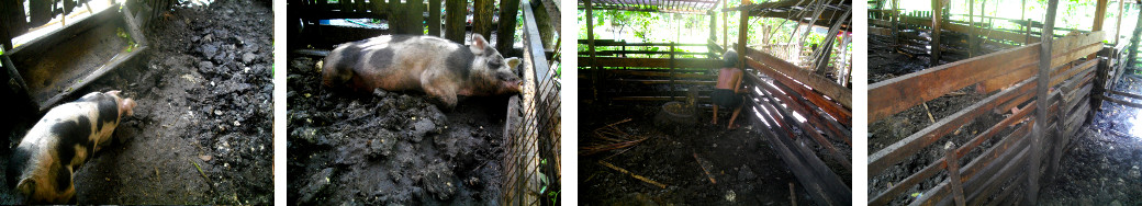 Images of improvements to tropical
        garden pig pens