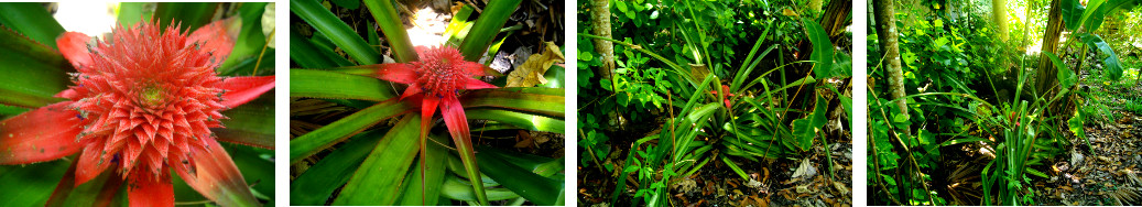 Images of pineapple growing in
        tropical garden