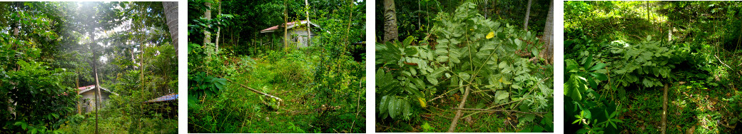 Images of Tree before and after being cut down