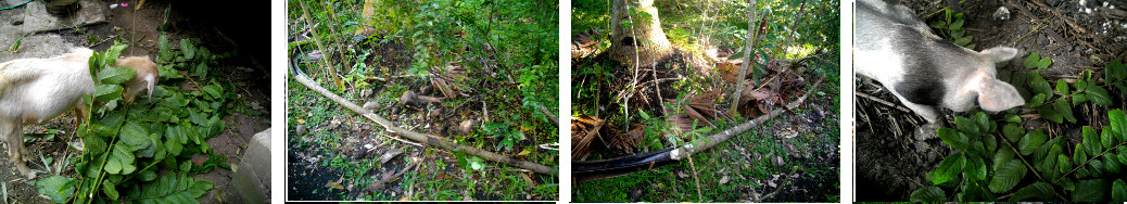 Images of unwanted tree recycled in tropical backyard