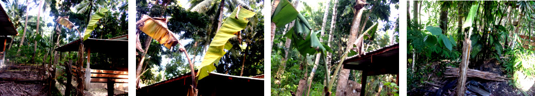 Images of replanted banana trees regenerating