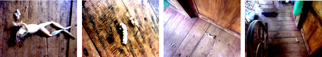 Images of a dead frog near our front
        door presented to us by one of our cats