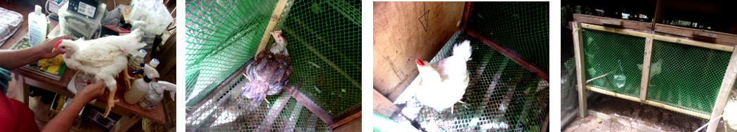 Images of "45 Day" fattened
        chickens in a tropical backyard coop