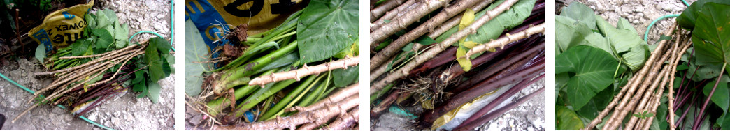 Images of Green and Purple Taro before
        planting
