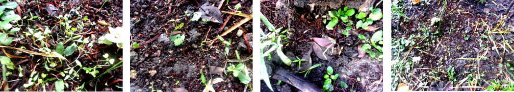 Images of seedlings struggling to
        siurvive after being devastated by chickens in tropical
        backyard