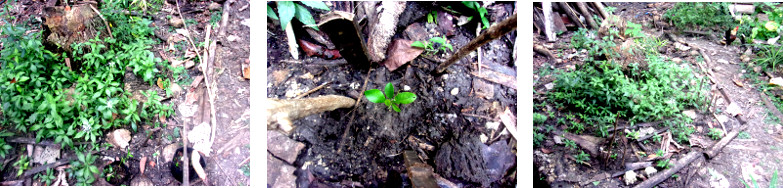 Images of newly planted Citrus seedlings