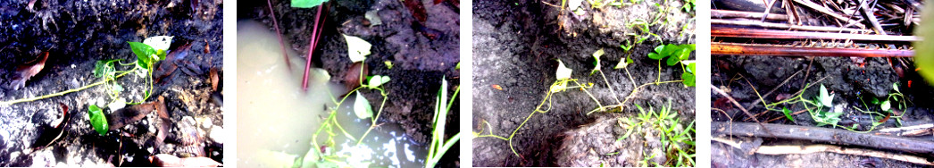Images of edible ground creepers replanted in
              tropical backyard -as fodder but also to improve soil and
              drainage