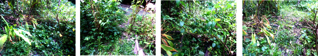 Images of an unruly part of a tropical
        backyard garden being cleaned up