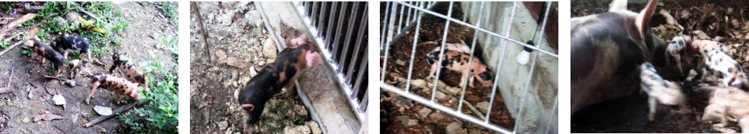 Images of some tropical backyard
        piglets exploring -while others stay at home