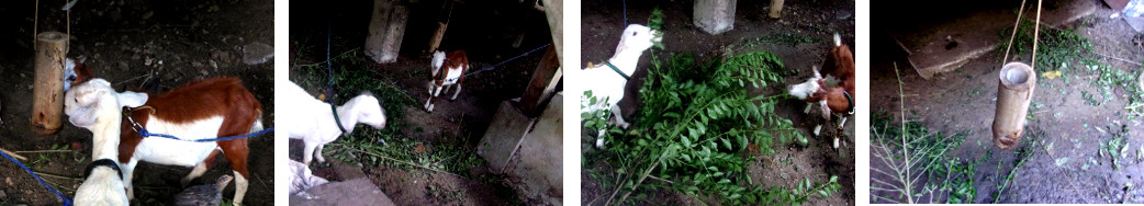 Images of tropical backyard goats with
        Home-Made saltlick