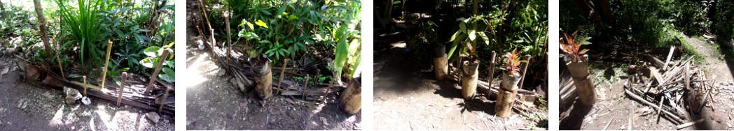 IMages of tropicl backyard garden
        Patch given a small border fence