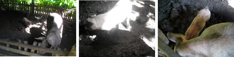 Image of sow with female piglet in tropical backyard