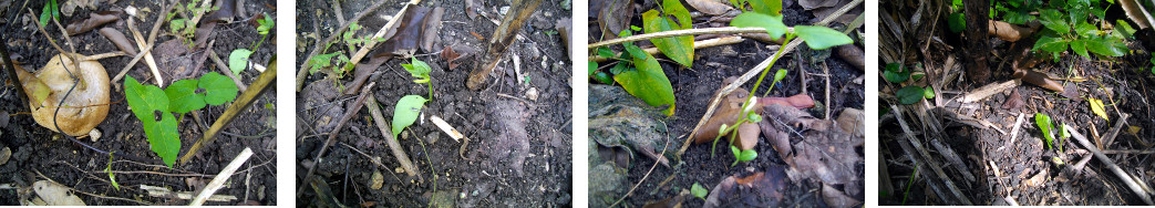 Images of sprouting seedlings in tropical backyard