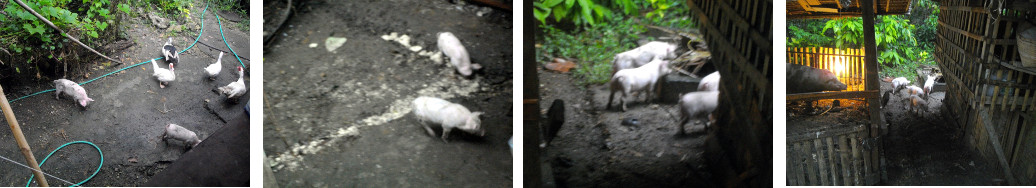 Images of escaped piglets in tropical backyard