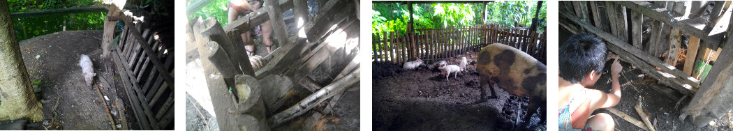 Images of escaped piglet and emergency
        repairs to torpical backyard pig pen