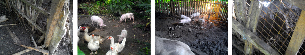 Images of breakout by piglets in tropical backyard