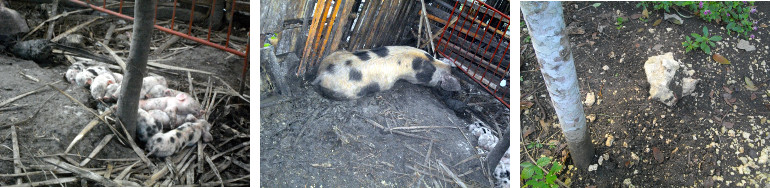 Images representing death of a pigled
        after being laid on by mother in tropical backyard