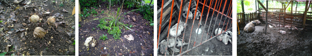 Images remembering dead tropical
        backyard piglet
