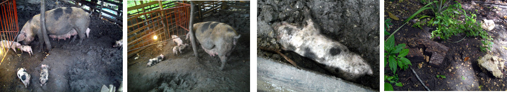 Images remebering dead tropical backyard piglet