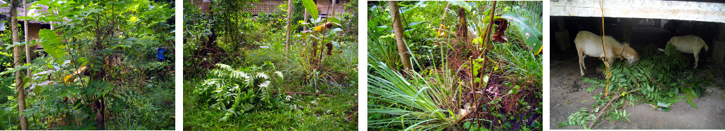 Images of tree cut down and fed to
        goats