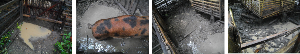 Images of flooding in tropical backyard pig pen
