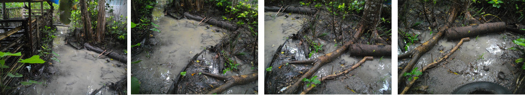 Images of flooding in tropical backyard