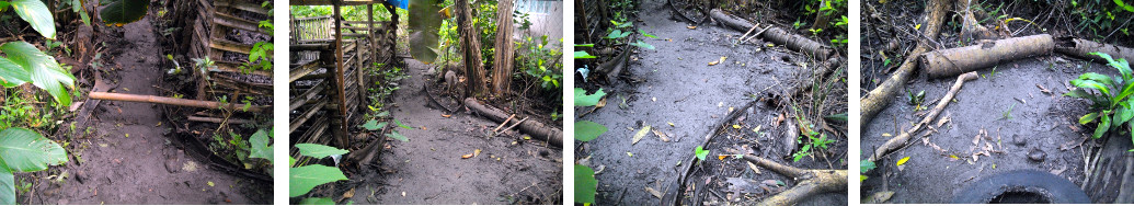 Images of mud in tropical backyard